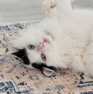 Meet your Posher, Beatrice